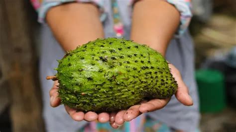 How To Grow Soursop A Guide To Cultivating This Tropical Delight