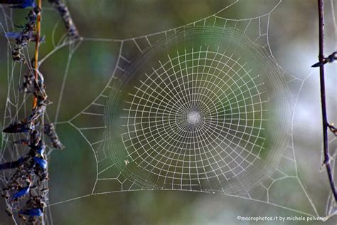 La Ragnatela Di Leonardo JuzaPhoto