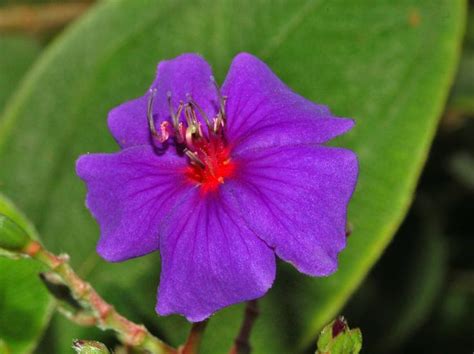 Macro Of Silver Leafed Princess Flower Glory Bush Tibouchina