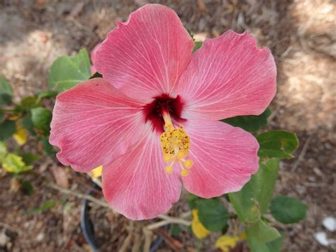 Hibiscus Florida Garden - Free photo on Pixabay - Pixabay