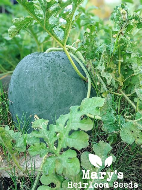 Watermelon Seeds – Mary's Heirloom Seeds