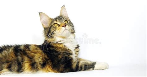 Brown Tortie Blotched Tabby And White Maine Coon Domestic Cat Female