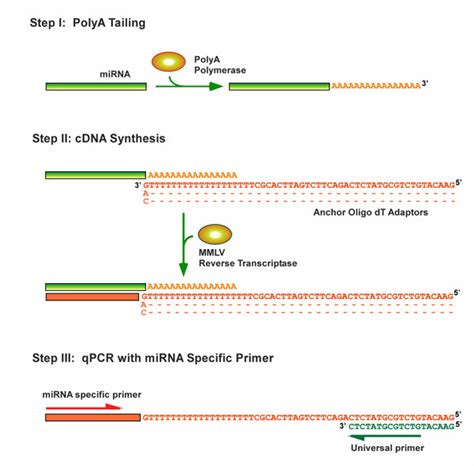 Qstar Microrna Origene