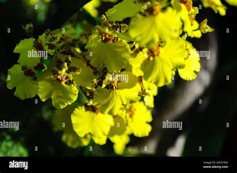 Flowers Of Orchids Oncidium Goldiana Commonly Known As Dancing Ladies