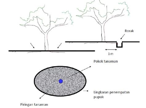 pembuatan rorak coffee cacao training center