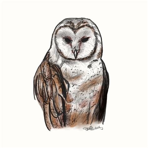 Barn Owl Digital Sketch By Joelwilluk Redbubble