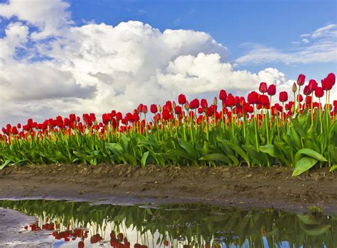 Tulips Fields Sky Clouds HD Wallpaper Rare Gallery