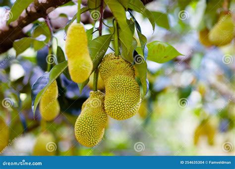 Jackfruit On Tree Tropical Fruit Stock Photo Image Of Exotic Garden