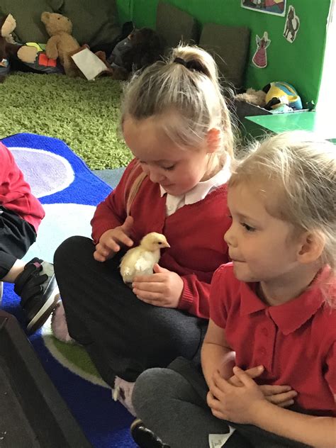 Abbey Woods Academy On Twitter Nursery Handled The Chicks Today Very