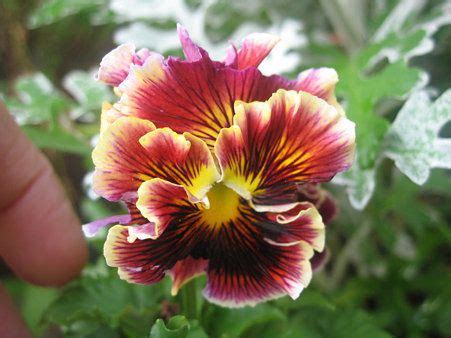 Comprar Sementes De Amor Perfeito Crespo Sortido Viola Tricolor