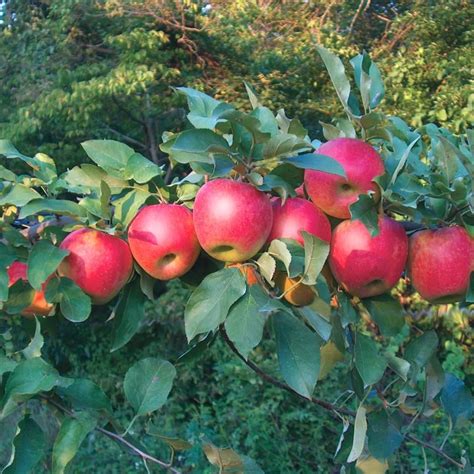 Stark® Scarlet Crush™ Apple Tree Stark Bros