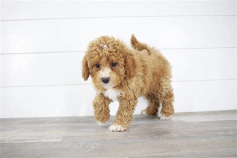 Scarlett Cavapoo Puppy For Sale In Columbus Oh Lancaster Puppies