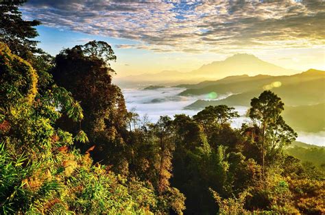 Largest And Most Biodiverse Forests On Earth