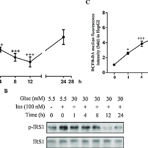 High Glucose Induced Insulin Resistant And ROS Over Production In HepG2