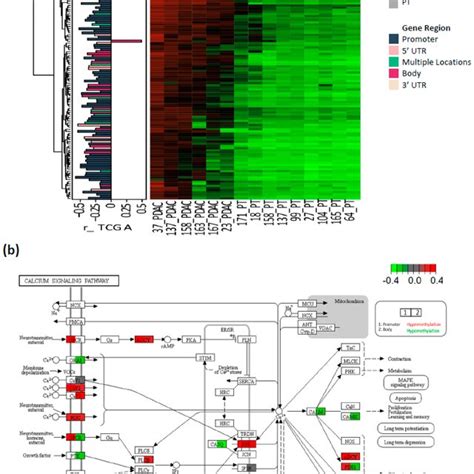 DNA Methylation Profile Of Pancreatic Ductal Adenocarcinoma A