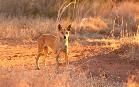 Inside Australia's War on Invasive Species - Scientific American