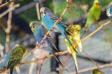 Um grupo de pássaros coloridos está sentado em um galho Foto Premium