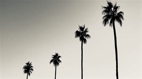 Palms Trees Silhouettes Black And White Hd Wallpaper Peakpx