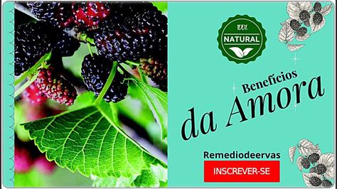 Beneficios Do Cha Da Folha De Amora Asma Bronquite Pneumonia