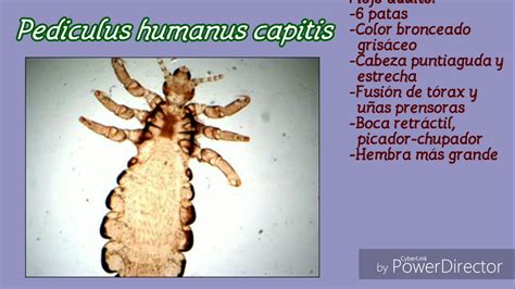 Artrópodos parásitos Cimex lectularius y Pediculus humanus capitis