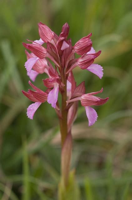 Pink Butterfly Orchid Orchis Papilionacea Orchids Beautiful