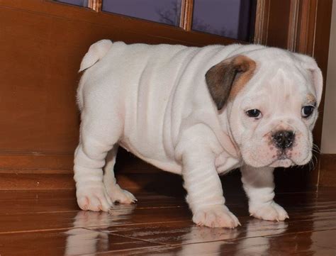 65+ English Bulldog Breeders Georgia Picture - Bleumoonproductions