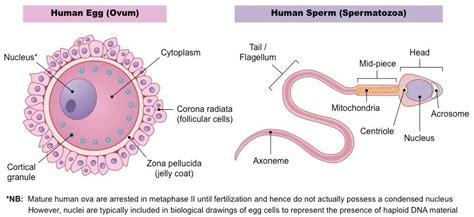 Image Result For Ppt Of Human Sperm And Egg Structure Female