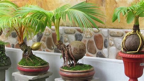 CARA MUDAH MEMBUAT BONSAI KELAPA DARI AWAL EASY WAY MAKE COCONUT BONSAI