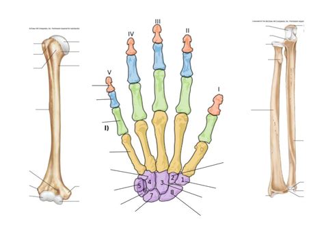 Upper Limb Labeling Diagram Quizlet