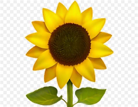 Emoji Common Sunflower Sticker IPhone, PNG, 528x636px, Emoji, Apple ...