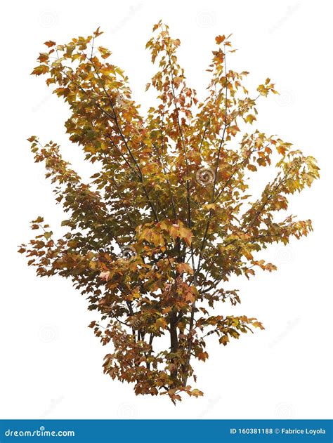 Fall Tree Colors Royalty-Free Stock Photography | CartoonDealer.com