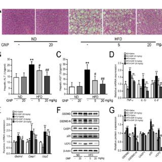 GNP Protects Mice From HFD Induced Liver Injury And Pyroptosis