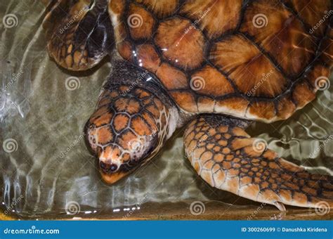 Sri Lanka S Gentle Guardians Mesmerizing Turtle Photography In The