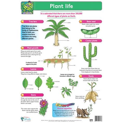 Poster, Plant Life (Each) | VITTA Wholesale