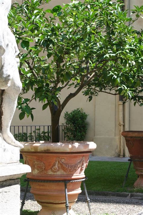 Tree Planters Planter Pots Florentine Gardens Terracota Pots Terra