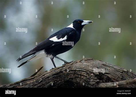 Australian Magpie Gymnorhina Tibicen Black Backed Standing On