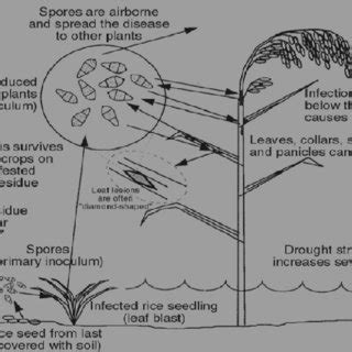 Disease cycle of blast in rice. | Download Scientific Diagram