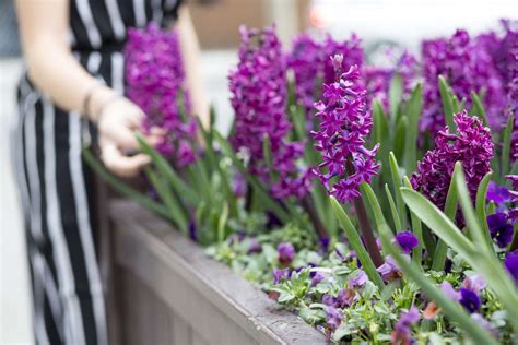 35 Pretty Purple Flowers To Plant In Your Garden