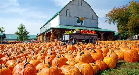 2020 Farms Pumpkin Patches And Orchards