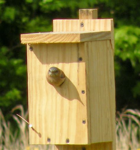 Pictures of Bluebirds, Bluebird Houses, and How to Attract Bluebirds - Owlcation