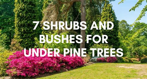 Plants And Shrubs That Grow Under Pine Trees