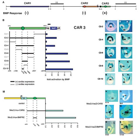 BMP Response And In Vivo Transgene Expression Maps To CAR3 Enhancer