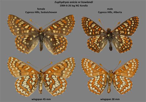 Euphydryas Anicia Cypress Hills Norbert Kondla Flickr