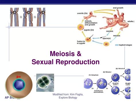 Ppt Meiosis And Sexual Reproduction Powerpoint Presentation Free