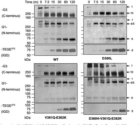 Conserved Sequence In The Aggrecan Interglobular Domain Modulates