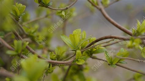 Fondo Primavera Verde Hojas Flores Y Árboles Mano Dibujar Ramas Para Power Point Y Diapositivas