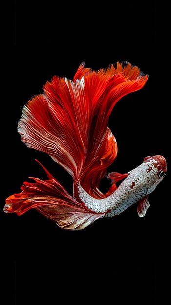 Koi Fish Koi Carp Hd Phone Wallpaper Pxfuel