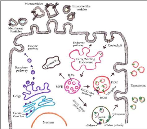 Schematic Representation Of Extracellular Vesicles Biogenesis The