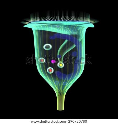 Vorticella Diagram