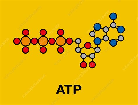 Adenosine Triphosphate Molecule Illustration Stock Image F0278180